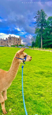 Armathwaite-Hall-Alpaca-1