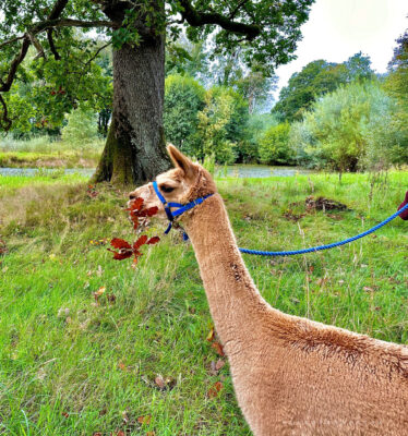 Armathwaite-Hall-Alpaca-3