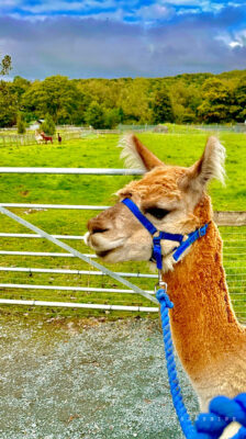 Armathwaite-Hall-Alpaca-4