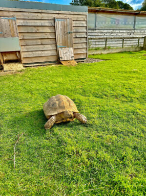 Armathwaite-Hall-Wildlife-Park-1