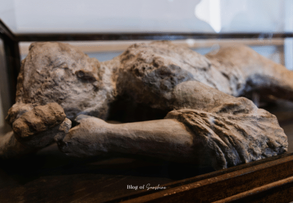 Plaster cast of a volcanic eruption victim from Pompeii, preserved in their final position after the 79 AD disaster