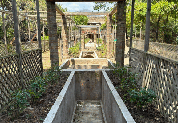 Reconstructed Roman vineyard next to the Amphitheatre of Pompeii, featuring planting troughs and wooden trellises