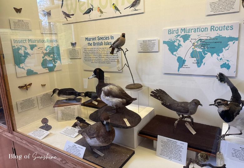 Bird and insect migration display with world maps at Cliffe Castle Keighley
