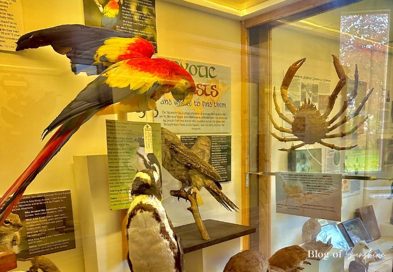 Taxidermy animals and birds on display in the Natural History room at Cliffe Castle Museum Keighley