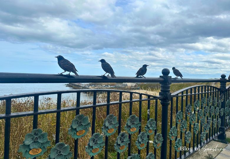 Seaham remembrance garden railings with bronze poppies and starlings perched overlooking the sea