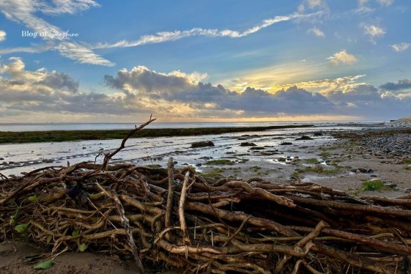 Driftwood on the beach at low tide with sunset clouds over the sea at St Anne’s, England