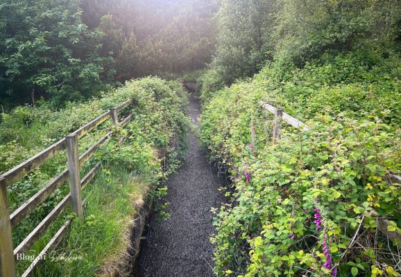 Narrow drainage channel with wooden railings and foxgloves beside the woodland path at Baitings Reservoir