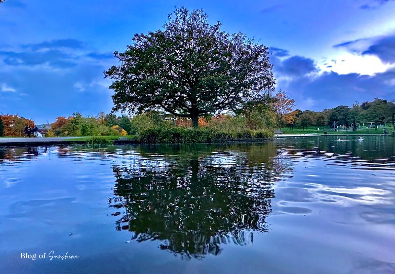 Large tree reflected in the pond at Greenhead Park Huddersfield on an autumn afternoon