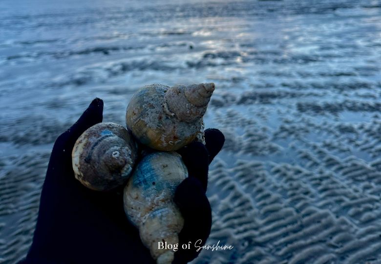 Three sea shells held in a gloved hand on the rippled wet sand at St Anne’s beach during low tide