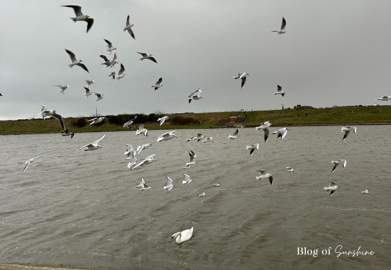 Flock of seagulls flying over Fairhaven Lake with a swan swimming below on a grey autumn day
