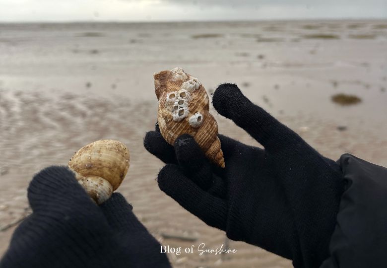 Hands holding seashells while beachcombing at St Anne’s beach in autumn, with wet sand and sea in the background