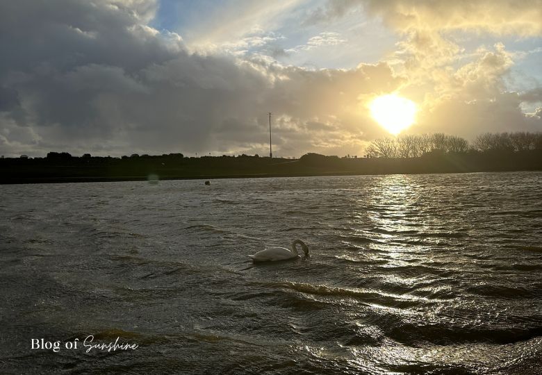 A swan gliding across Fairhaven Lake at sunset with golden light reflecting on the water and trees silhouetted in the distance