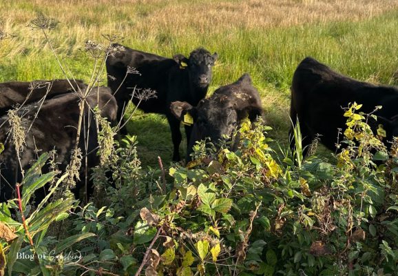 Black cows in a grassy field near Hexham in the Northumberland countryside
