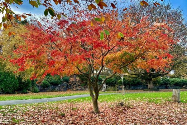 Tree with vibrant red, orange and golden autumn leaves beside a walking path at Beaumont Park in Huddersfield.